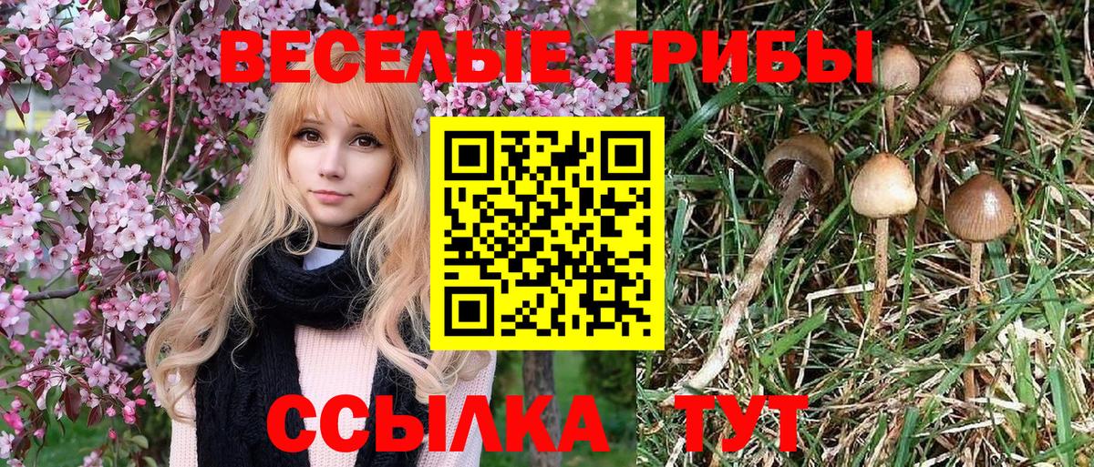 Галлюциногенные грибы ЛСД  Псилоцибиновые грибы MAGIC MUSHROOMS  Вход с VPN  Северск 