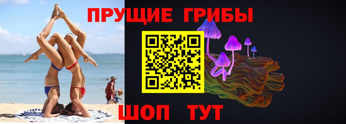 Псилоцибиновые грибы Psilocybine cubensis Северск